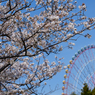 葛西臨海公園の桜