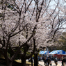 葛西臨海公園の桜