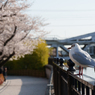 春の隅田公園