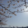 春の隅田公園