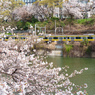 中央線と桜