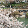 中央線と桜