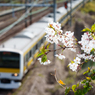 中央線と桜