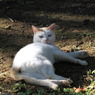 公園猫17
