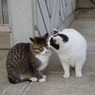 公園猫20