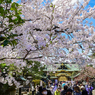 「春爛漫の上野東照宮」