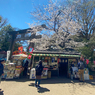 「春爛漫の上野東照宮」-4