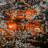 「夜桜幻想」