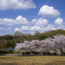 雲と桜