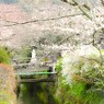 早朝の　哲学の道～