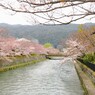 山紫水明にさくら咲く～～♪