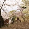 桜と鹿＠浮見堂