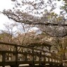 sakura ＠浮見堂