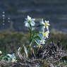 写真句：一本の水仙
