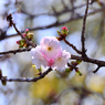 今年の花・「蘭蘭(らんらん)」
