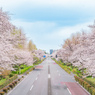 国立駅の桜