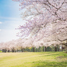 獨協大学前駅の桜
