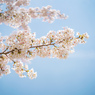 獨協大学前駅の桜