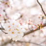 獨協大学前駅の桜