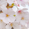 獨協大学前駅の桜