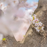 獨協大学前駅の桜