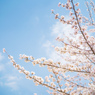 獨協大学前駅の桜
