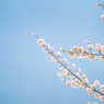 獨協大学前駅の桜