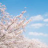 獨協大学前駅の桜