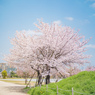獨協大学前駅の桜