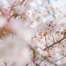 獨協大学前駅の桜