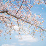 獨協大学前駅の桜