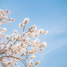 獨協大学前駅の桜