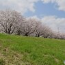 堤の桜