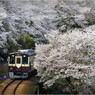 ローカル線の春-1