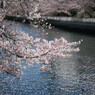 花筏には遠く