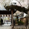 spring for tokyoites 2025
