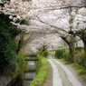 さくら　妖咲…