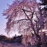 早咲きのしだれ桜