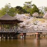 sakura ＠浮見堂