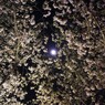 夜桜