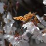 桜にキタテハ　　　DSC_1767