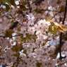 葉桜の頃