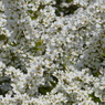 春の花3(ユキヤナギ)