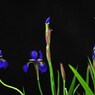 Memory of may - 5月の記憶 -