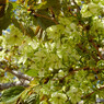 鬱金桜