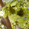 鬱金桜