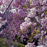 枝垂桜・春の先斗町公園　P1062239zz