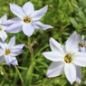 花弁多いハナニラ