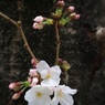 幹に咲く