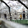 spring for tokyoites 2025